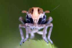 Eine Zikade in Augenhöhe zum Betrachter