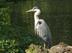 Ein Silberreiher steht an einem Gewässer