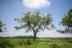 Ein Apfelbaum steht auf einer Streuobstwiese im Hintergrund Wiesen und Wald.