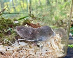 Eine kleine Maus sitzt in einem Glaskäfig auf Sägespänen und Moos.