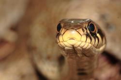 Eine Schlange blickt dem Betrachter in Augenhöhe an, der Körper der Schlange ist im Hintergrund schemenhaft sichtbar.