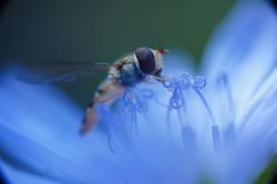 Eine Schwebfliege sucht Nahrung in einer blauen Blüte.