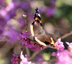 Ein bunter Schmetterling mit sonnenbeschienenen Flügeln sitzt auf einem Seidelbast.