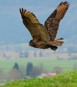 Brauner Vogel fliegt über eine Wiese