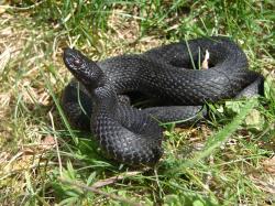 Schwarze Schlange auf Gras