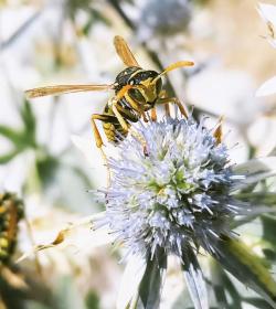 Gelb-schwarz gestreiftes Insekt auf einer Blüte