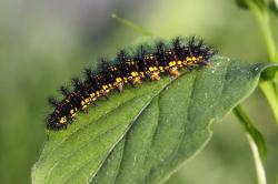 Schwarz-gelbe Raupe mit schwarzen Haaren läuft über ein Blatt