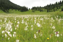 Eine Feuchtwiese mit Wollgras und im Hintergrund eine nach rechts und links ansteigenden bewaldete Landschaft.
