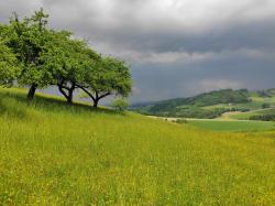 Alte Streuobstbäume wachsen in leichter Hanglage auf einer artenreichen Wiese. Im Hintergrund Hügelland und Gewitterwolken.