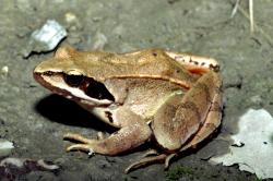 Ein brauner Frosch mit spitzer Schnauze sitzt auf dem Boden und scheint gleich loszuspingen.