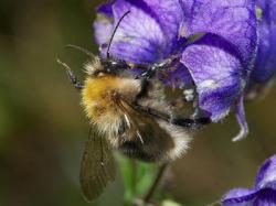 Eine Hummel hängt an einer lila Blüte, der Saugrüssel ist erkennbar.