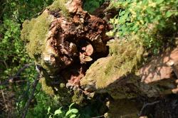 Ein dicker Stamm liegt umgestürzt im Wald.