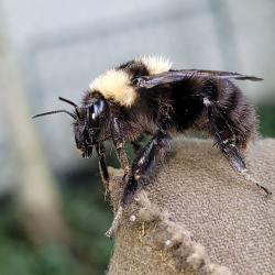 Eine schwarze Hummel mit zwei hellgelben Streifen sitzt auf einem Jutesack.