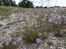 Mehrere Pflanzen mit leuchtenden lilablauen Blüten wachsen auf einer steinigen Fläche.