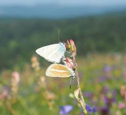 Zwei Schmetterlinge sitzen an einer Blüte, im Hintergrund ist eine Blumenwiese und hügelige Landschaft erkennbar.