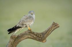 Ein eleganter Greifvogel mit graußem Kopf und charakteristichen schwarzen Flügelspizten sitzt auf einem toten Ast.