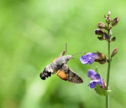 Ein grauer, wie ein Kolibibri vor einer Blüte stehender Falter ist vor grünem Hintergrund fotografiert.