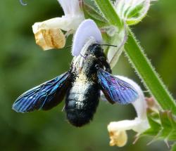 Eine dicke blauschwarze Biene steckt mit dem Kopf in einer hellen Salbeiblüte.