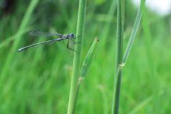 Eine zierliche Libelle klammert sich an einen Grashalm, im Hintergrund verschwimmendes Grün der  Wiese.