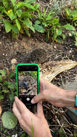 Eine Hand mit einem Mobiltelefon wird für ein Foto über einen Igel gehalten.