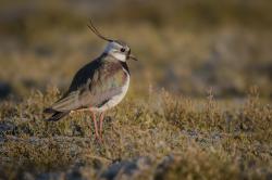 Ein Vogel mit einem charakteristischen Federschopf am Hinterkopf steht auf einer braungrünen Wiese.