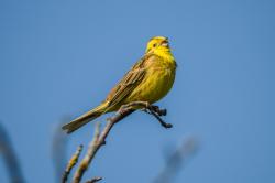 Ein kleiner Vogel mit goldgelbem Kopf und gelb-braun gemustertem Körper sitzt auf der Spitze eines Astes und singt.