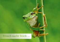 Grüner Frosch klettert an Halm hoch.