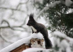 Ein Eichhörnchen sitzt auf einem verschneiten Vogelnistkasten.