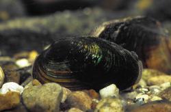 Dunkle ovale Muscheln liegen auf einem kiesigen Gewässergrund.