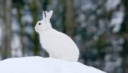 Ein weißer Hase sitzt auf einem Schneehügel, im Hintergrund ist Wald erkennbar.