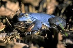 Ein braunes Moorfroschweibchen trägt einen blauen männlichen Moorfrosch auf dem Rücken.