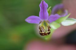 Eine Blüte mit drei lila Blütenblättern, darunter der charakteristichen Blütenzeichnung, die eine Biene imitiert, dominiert die Bildmitte.