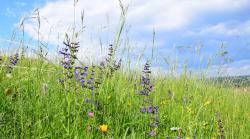 eine Blumenwiese mit Wiesensalbei