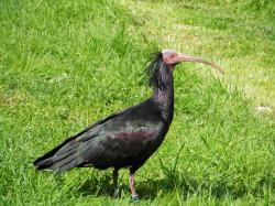Ein schwarzer Ibis-Vogel mit nacktem roten Kopf läuft auf einer Wiese.