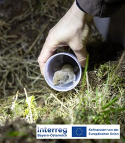 Bildausschnitt einer Hand, die eine Plastikröhre hält, aus der eine kleine Maus herausblickt.
