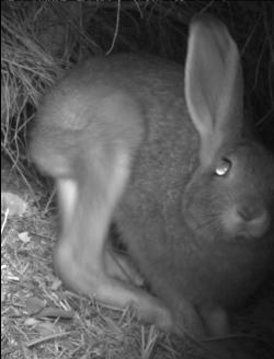  Nachtbild einer Wildtierkamera, Ein Hase sitzt auf dem Boden und blickt halb angeschnitten in die Kamera.