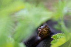 Frontale Ansicht einer Kreuzotter, die den Betrachter anblickt, der Körper verschwindet im verschwommenen Grün der Vegetation