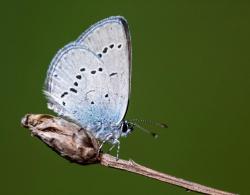 Ein Schmetterling sitzt mit zusammengeklappten Flügeln auf einer Blütenknospe.
