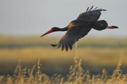Schwarzstorch fliegt über ein Getreidefeld, nur der Vogel ist scharfgezeichnet, Untergrund und Hintergrund verschwinden.