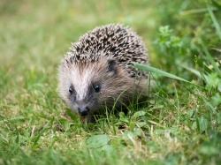 Ein junger Igel läuft durchs Gras und blickt den Betrachter an.