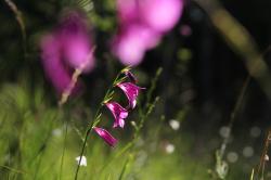 Eine schlanke Pflanze, deren glockenförmigen Blüten nur auf einer Seite des Stengels angewachsen sind, wächst auf einer Wiese, im Vordergrund ist verchwommen das Purpurrot weiterer Pflanzen zu erkennen,
