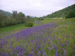Hügelige Landschaft mit einer Wiese mit viel Wiesensalbei im Vordergrund.
