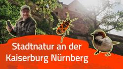 Collage mit Bild eines Mannes, einer Feuerwanze und eines Spatzen vor einer alten Stadtmauer.#
