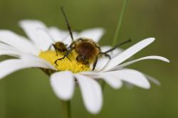 Zwei Käfer sitzen auf einer Margeritenblüte.
