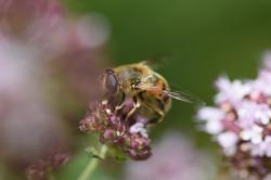 Eine bienenähnliche Fliege sitzt auf einem Blütenkopf.