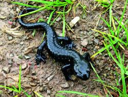 Ein Alpensalamander läuft zwischen einzelnen Gräsern über den Boden.
