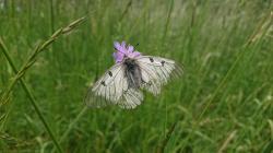 Ein Schmetterling sitzt auf einer Blüte.