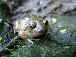 Knoblauchkröte sitzt auf Moos.