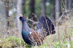 Balzender Auerhhahn streckt Kopf nach oben und spreizt Schwanz.