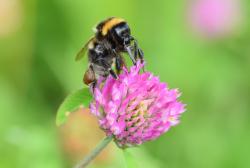 Eine Erdhummel sitzt auf Rotklee, der Saugrüssel ist deutlich erkennbar.